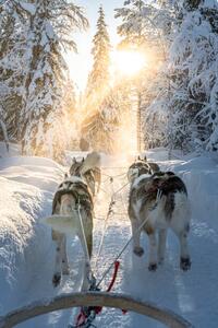 Fotografija Personal perspective of person dogsledding in, Roberto Moiola / Sysaworld