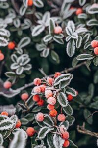 Fotografija A bush with red berries in, Anastasiia Voloshko