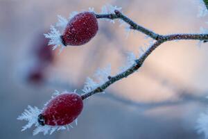 Fotografija The red fruits of the dog, Edda Dupree