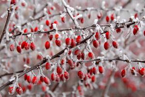 Fotografija branches of bush with red berries, Jana Milin