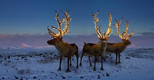 Fotografija Three reindeers with lights in antlers, Coneyl Jay