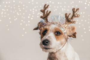 Fotografija Jack Russell dog wearing reindeer antlers, Olga Pankova