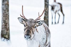 Fotografija Brown Reindeer in Finland at Lapland winter, RomanBabakin