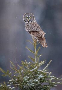 Fotografija Tree Top Great Gray Owl, Scott Suriano