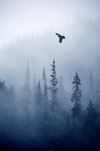 Fotografija View of forest on cold foggy day, Grant Faint