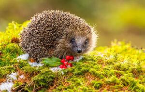 Fotografija Hedgehog in Winter. Wild,, Callingcurlew23