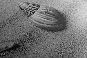 Slika školjke na pješčanoj plaži u crno-bijelom dizajnu