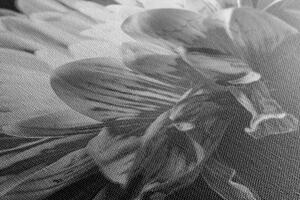 Slika crno-bijela tratinčica