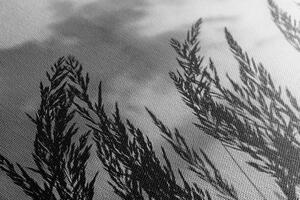 Slika trava pri zalasku sunca u crno-bijelom dizajnu