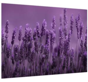 Slika - Lavanda (70x50 cm)