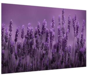 Slika - Lavanda (90x60 cm)