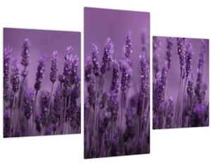 Slika - Lavanda (90x60 cm)