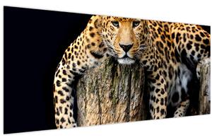 Slika - gepard (120x50 cm)