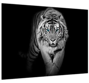 Slika - Tigar s plavim očima (70x50 cm)