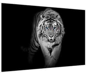 Slika - Tigar s plavim očima (90x60 cm)