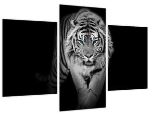 Slika - Tigar s plavim očima (90x60 cm)