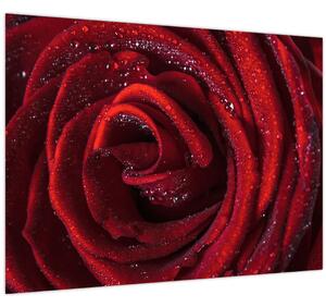 Slika - Crvena ruža s kapljicama rose (70x50 cm)