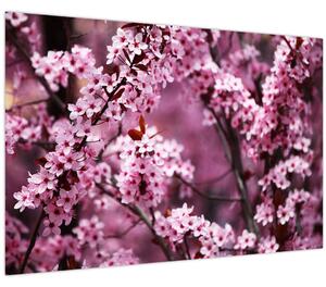 Slika - Ružičasta sakura (90x60 cm)