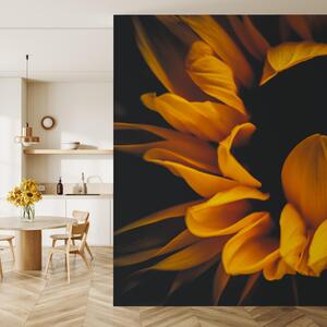 Foto tapeta - Suncokreti u mraku (147x102 cm)