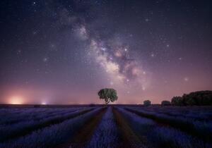 Fotografija Lavender fields nightshot, joanaduenas, (40 x 26.7 cm)