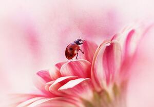 Ilustracija Ladybird on Gerbera, Ellen van Deelen, (40 x 26.7 cm)