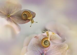 Umjetnička fotografija Little snails, Ellen van Deelen, (40 x 30 cm)