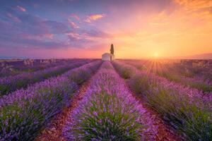 Ilustracija France, Alpes-de-Haute-Provence, Valensole, lavender field at, Westend61, (40 x 26.7 cm)
