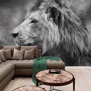 Tapeta afrički lav u crno-bijelom dizajnu