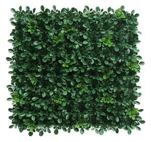 Zeleni zid Madagaskar 50 x 50 cm