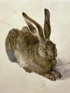 Reprodukcija Hare (1502), Albrecht Dürer