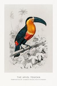 Reprodukcija umjetnosti The Ariel Toucan (Bird / Zoology) - Charles D'Orbigny, (26.7 x 40 cm)