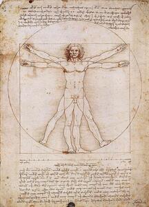Vitruvian Man Reprodukcija umjetnosti, Leonardo Da Vinci, (50 x 70 cm)