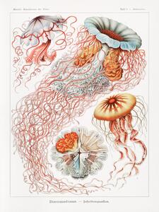 Reprodukcija Discomedusae–Scheibenquallen, Ernst Haeckel