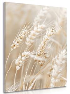 Slika vlati pšenice
