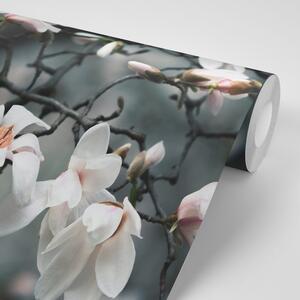 Fototapeta magnolija koja se budi