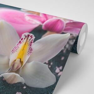 Fototapeta divna detaljna orhideja