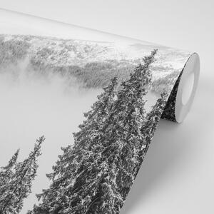 Fototapeta crno-bijeli borovi pod snijegom