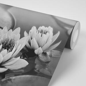 Fototapeta crno-bijeli lotosov cvijet u jezeru