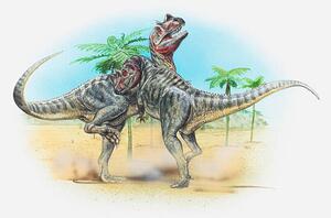 Ilustracija Illustration of two male Ceratosaurus dinosaurs, Dorling Kindersley