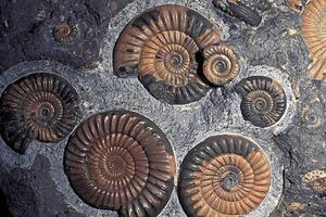 Ilustracija FOSSIL AMMONITES, JURASSIC, PROMICROCERAS PLANICOSTA, UK., Kevin Schafer