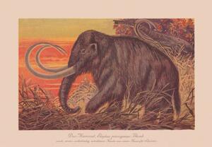 Ilustracija Woolly mammoth , chromolithograph, published in, ZU_09