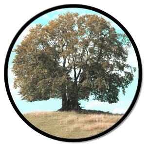 Zidni ukras Quercia