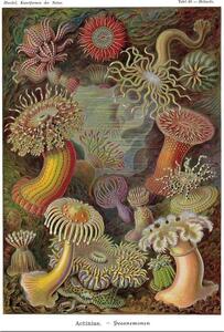 Poster Ernst Haeckel - Seeanemonen