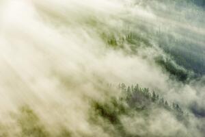 Fototapeta maglovita šuma