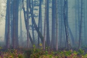 Fototapeta tajanstvena šuma