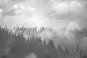 Fototapeta crno-bijela magla iznad šume