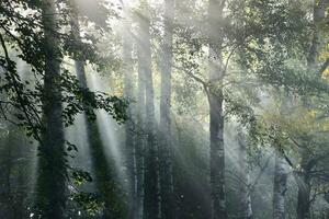 Fototapeta sunčeve zrake u maglovitoj šumi