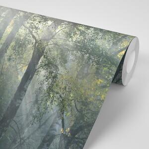 Fototapeta sunčeve zrake u maglovitoj šumi