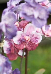Umjetna orhideja Vanessa 70 mix pink - Roza - 51 - 70 cm
