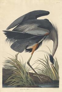 John James (after) Audubon - Reprodukcija Great blue Heron, 1834, (26.7 x 40 cm)